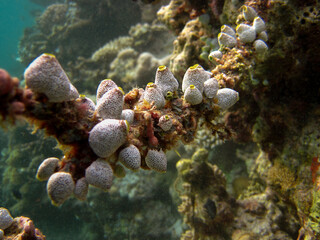 Ascidians - Didemnum Molle  - Tunicate - Sea squirt