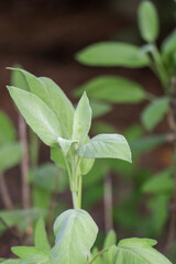 sage herb plant in the garden