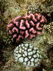 Pair of young coral colonies on coral reef of Maldives