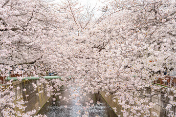 春、桜