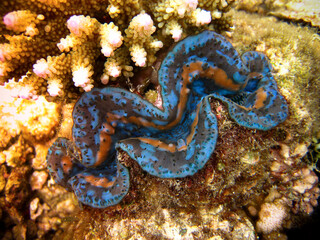 Boring Clam - Tridacna crocea on the reef of Maldives © Fotopogledi