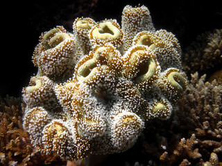 Sarcophyton sp. Soft Coral Leather coral full length