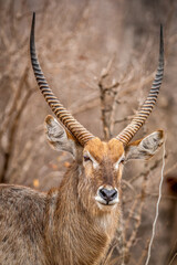 Close up of a male Waterbuck with big horns.