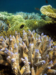 Naklejka na ściany i meble Acropora Nasuta - Finger coral - Stony Coral blue colour close up