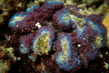 Unknown Hard coral Blue colour close up