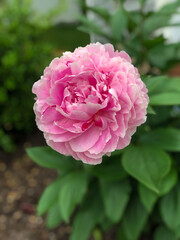 pink peony flower