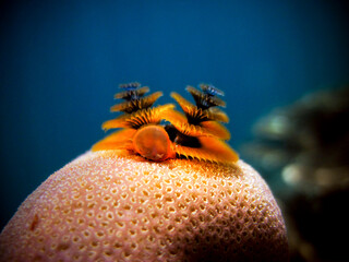 Spirobranchus giganteus - Cristmas tree tube worm