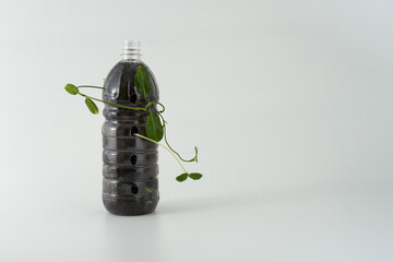 The green stem of the plant wraps around a perforated plastic bottle with soil. The background is...