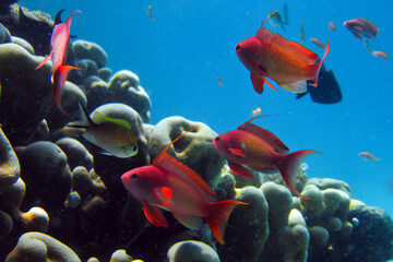 Scalefin Anthias - Pseudanthias Squamipinnis (Male) or commonly known as Sea Goldie