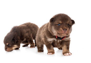 young Finnish Lapphunds in studio