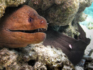 Moray eel - Muraenidae - Giant Moray close up