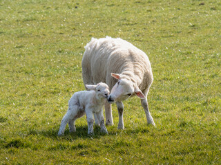 An Easycare breed ewe nuzzles her newborn lamb, just afew hours old.