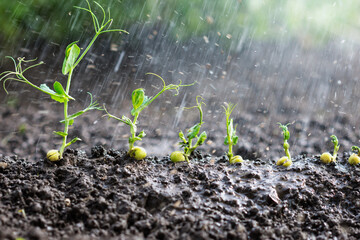 Watered green peas sprouts, seedlings growing in the soil under water drops, agriculture, plant...