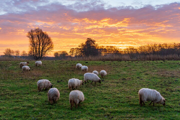 These sheep in a park in Zoetermeer seem completely uninterested in the color spectacle that arises...