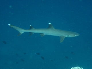 Triaenodon obesus - Whitetip reef shark