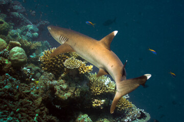 Triaenodon obesus - Whitetip reef shark © Fotopogledi