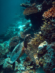 Naklejka na ściany i meble Hawksbill sea turtle - Eretmochelys imbricata swimming over coral reef
