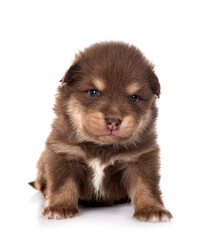Obraz premium young Finnish Lapphund in studio
