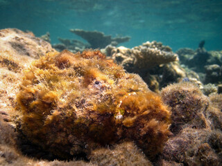 Synanceia Verrucosa