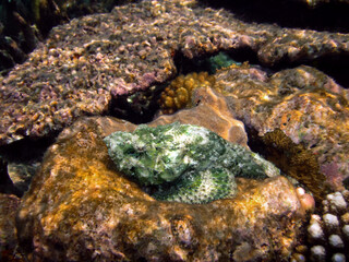 Fototapeta na wymiar False Stonefish