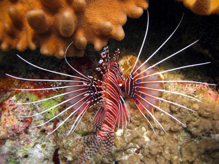 Pterois Miles - Lionfish 