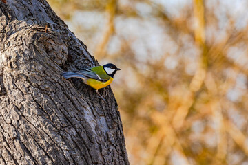 A great tit as a songbird on a tree in the wild in spring, Germany
