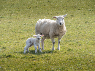 Obraz premium An Easycare breed ewe and her newborn lamb.