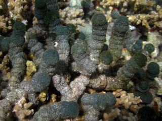 Tydemania expeditionis - Green Algae - Green sea beads