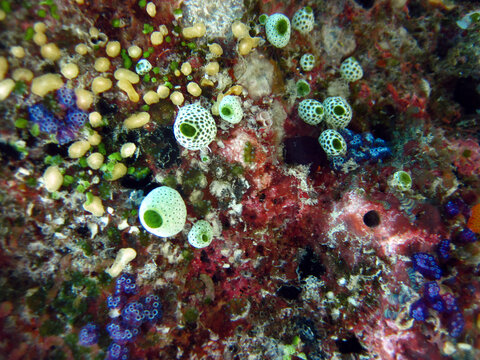 Macro of mostly Ascidians - Tunicates - Sea Squirts and Sea Sponges
