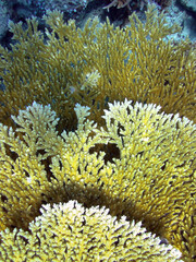 Naklejka na ściany i meble Acropora Clathrata - Stony Coral - Hard Coral close up