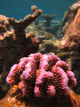 Pocillopora Verrucosa - Stony coral - Hard coral - close up on coral reef natural environment