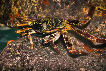 Grapsus Albolineatus - Green Rock Crab - Decapod - Crustacean