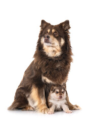 young Finnish Lapphunds in studio