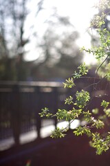 Végétation feuillage arbre - ville flore urbaine 