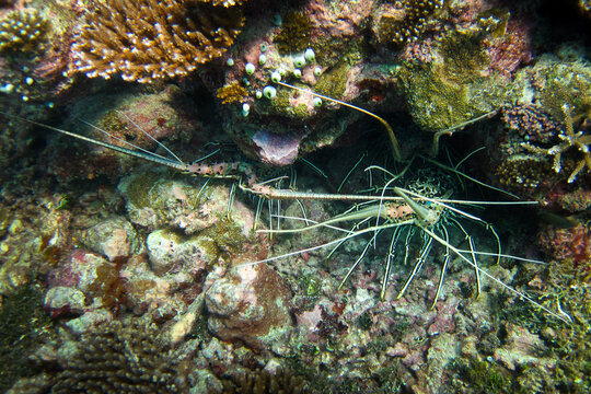 Panolirus Versicolor -  Spiny Lobster - Painted Rock Lobster - Common Rock Lobster - Bamboo Lobster - Blue Lobster - Blue Spiny Lobster