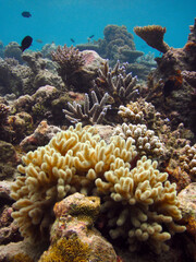 Massive Sinularia sp. soft coral colony in natural environment