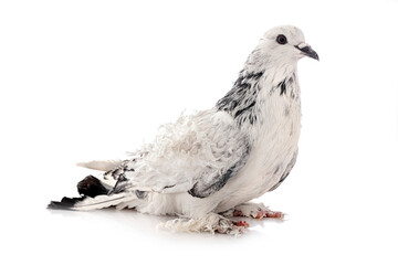 Frillback pigeon in studio