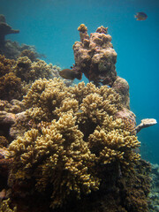 Naklejka na ściany i meble Massive Sinularia sp. soft coral colony in natural environment