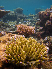 Fototapeta na wymiar Acopora Nasuta - Hard Coral - Stony coral regrow seascape