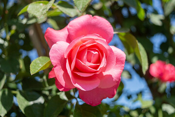 Beautiful blooming bud or inflorescence of a Rose climbing 
