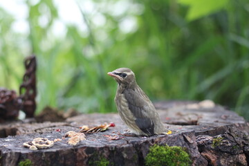 red winged blackbird