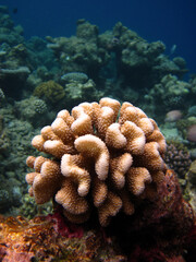 Stony coral Hard coral close up on coral reef natural environment