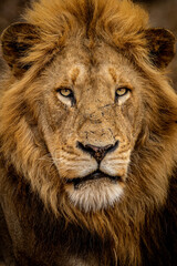 Fototapeta na wymiar Close up of a beautiful male Lion's face.