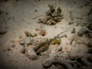 Reef top Pipefish - Corythoichtys haematopterus - Messmate pipefish - Pipefish