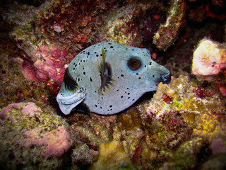 Black-spotted Pufferfish - Arothron nigropunctatus © Fotopogledi