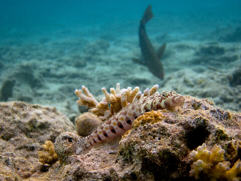 Thousand spot Grubfish - Parapercis millipunctata - Parapercis millepunctata