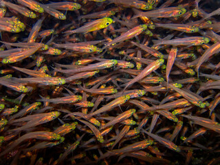 School of fish moving right  - Glass fish