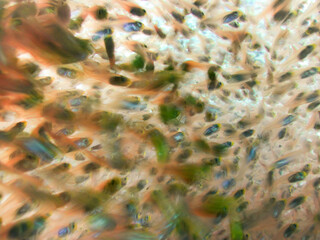 School of fish motion - Glass fish