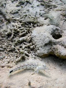 Black tail grubfish - Parapercis hexophtalma - Speckled Sandperch