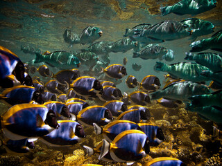 Life on the coral reef - School of fish - Parrotfish and Surgeofish beautiful seascape underwater
